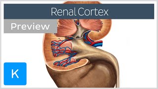 Renal cortex structure and function preview  Human Anatomy  Kenhub [upl. by Fenwick812]