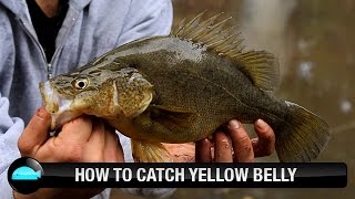 How To Catch Yellow Belly Using Lures  We Flick Fishing Videos [upl. by Atteuqram]