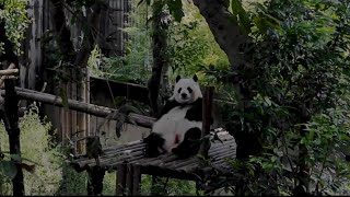 Chengdu Cinematic TRAVEL FILM [upl. by Meurer]