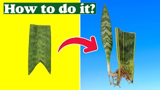 Snake Plant propagation  Why do we cut the leaf at an angle [upl. by Ainorev803]