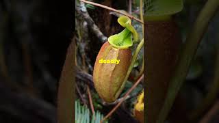 Carnivorous plants  Giant Pitcher Plant [upl. by Sue714]