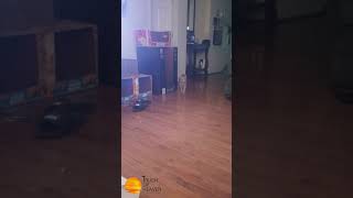 MorningswithMurray cat catvideos catlover humor funny fun joy humorous laugh laughter [upl. by Lucias]