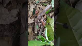 Leaf insect walking leaves wanda insect Phylliidae [upl. by Shields]