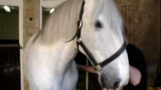 Samuel Smith dapplegrey shire horses [upl. by Isabeau435]