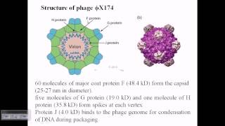 Phi X174 structure [upl. by Hy]