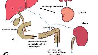 Heme catabolism and jaundice2 [upl. by Nnagem]