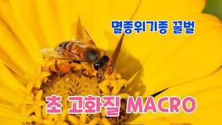 멸종위기종 꿀벌 초 고화질 4k MACRO 영상 A7M4 [upl. by Godrich477]