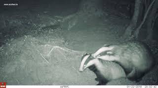 Badgers mating in Doonane Forest 1 of 2 [upl. by Teddman412]