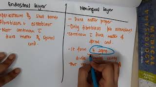 endosteal vs meningeal layer of dura mater mp4 [upl. by Bartholomeus981]