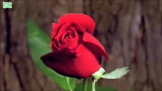 Tsegereda ፅጌረዳ  roses by Teddy Afro [upl. by Cash207]