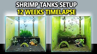 3 Breeding Shrimp Tanks Setup for Caridina Step by Step 12 Weeks Shrimp Tank Cycle [upl. by Aneba]