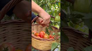 Tomato Pruning and Harvest A Gardener’s Guide asmr satisfying tomatoharvest gardenplants [upl. by Rora]