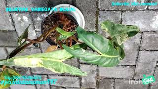 billietiaevariegatadijual billietiae variegata phillodendronbillietiaevariegata phillodendron [upl. by Analra]