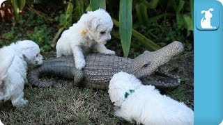 Bichon Frise Puppies VS Alligator  Puppy Love [upl. by Nylyaj665]