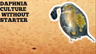 HOW TO CULTURE DAPHNIA NATURALLY WITHOUT A STARTER [upl. by Ellekcir]