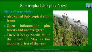 Subtropical Chir Pine Forest Of Pakistan  Forest Education [upl. by Yllet]