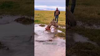 This horse falls into a deep hole and we rescue him sorts sort sortvideo [upl. by Gwynne]