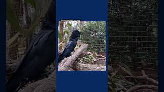 A musk lorikeet and redtailed black cockatoo become unexpected friends [upl. by Aneele]