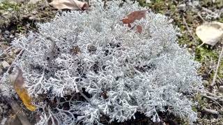 Дивовижні Карпати Ягель в Карпатах  Cladonia rangiferina in the Carpathians [upl. by Luahs799]