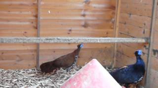 malayan crested fireback pheasant [upl. by Kcira]