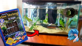 Feeding BETTA FISH Frozen LIVE BRINE SHRIMP BETTA SORORITY UPDATE [upl. by Pesek398]