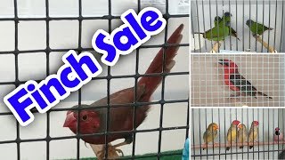 Bird Sale Queensland Finch Society Jan 2019 [upl. by Tezile815]