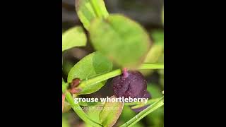 grouse whortleberry [upl. by Oinegue]