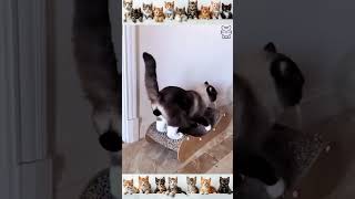 🐾 Funny Cat Videos 2024 🤣🐈 funnycats cat shorts 218 [upl. by Eldin]