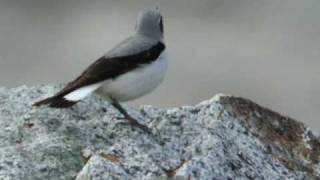 Northern Wheatear [upl. by Estel]