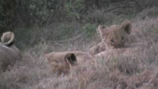 Lion Cubs at Play in Africa [upl. by Robinette]