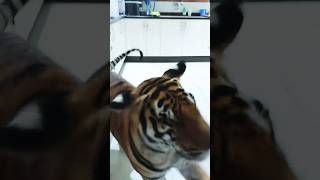 Playing with Tigerb animals nature cat shortvideo shortsvideo shortsvide [upl. by Harvey]