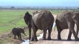 Too cute This baby elephant is trying to cross the stream [upl. by Templas]