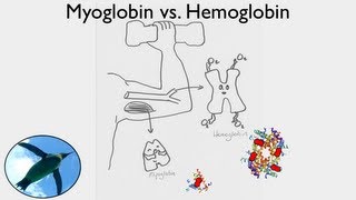 Getting Oxygen Myoglobin vs Hemoglobin [upl. by Ariday90]