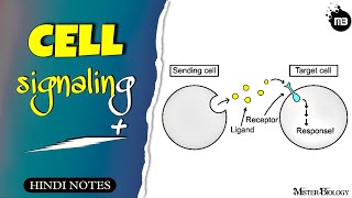 Cell signaling  hindi notes misterbiology [upl. by Leontyne]