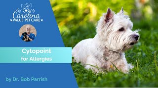 Cytopoint for Allergies in Dogs [upl. by Nahttam]