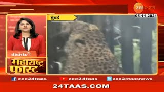 आरेतला बिबट्या जेरबंद Forest Department captures leopard in Mumbais Aarey colony area । Zee 24 Taas [upl. by Inkster270]