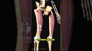 Tout ce que vous devez savoir sur le muscle quadriceps [upl. by Ardme521]