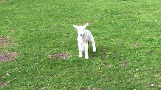 Cute baby lamb has a loud baa [upl. by Gault]