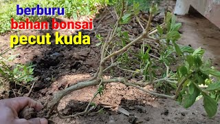 berburu bahan bonsai pecut kudajarong di alam liar [upl. by Devol]