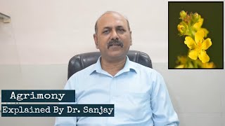 Agrimony Explained By Dr Sanjay  Hindi  Bach Flower [upl. by Llerud]