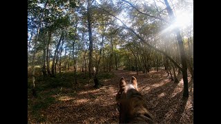 Trotting through leaves🍁 [upl. by Oby]