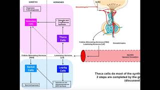 Specific Hormones  Functions of FSH and LH Gonadotropins [upl. by Bitthia]