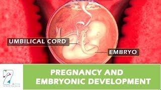 Pregnancy and Embryonic Development [upl. by Ynneg529]