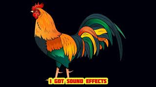 Rooster Crowing  Sound Effect HD [upl. by Nomihs]