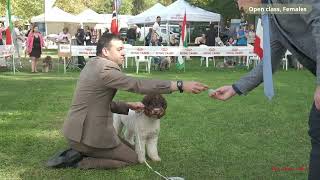 LAGOTTO ROMAGNOLO Open class females [upl. by Ekard180]