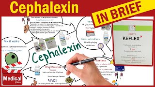 Cephalexin  Keflex  What is Cephalexin Used For Dosage Side Effects amp Precautions [upl. by Mark]