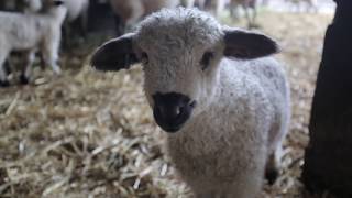 First Swiss Valais Blacknose Sheep in the USA [upl. by Kecaj894]