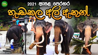 2021 ඇසළ පෙරහර හැඩකල අලි ඇතුන්  Tuskers amp Elephants of Sri Dalada Esala Perahera 2021 Part 2 [upl. by Nisa]