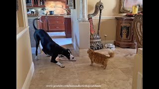 Playful Cat amp Great Dane Enjoy Bopping amp Play Bowing Whack A Dane Fun [upl. by Gnidleif]