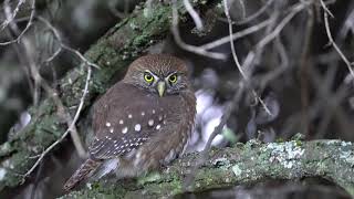 Observación Chuncho austral quot Glaucidium nana quot Villa Mañihuales Patagonia Chile [upl. by Aiciram]